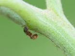 Red ant - northeastwildlife.co.uk